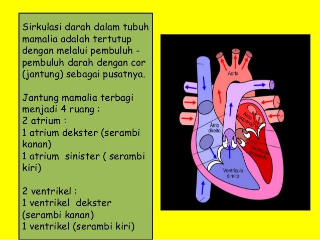 SISTEM PEREDARAN DARAH VERTEBRATA