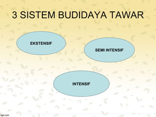 3 SISTEM BUDIDAYA TAWAR 
EKSTENSIF 
SEMI INTENSIF 
INTENSIF 
 