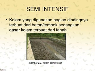 SEMI INTENSIF 
• Kolam yang digunakan bagian dindingnya 
terbuat dari beton/tembok sedangkan 
dasar kolam terbuat dari tanah. 
 