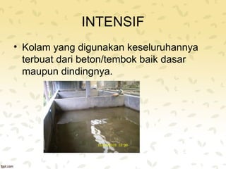 INTENSIF 
• Kolam yang digunakan keseluruhannya 
terbuat dari beton/tembok baik dasar 
maupun dindingnya. 
