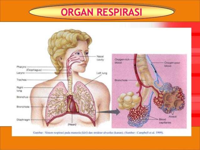 Sistem Pernafasan Xi Ipa 2