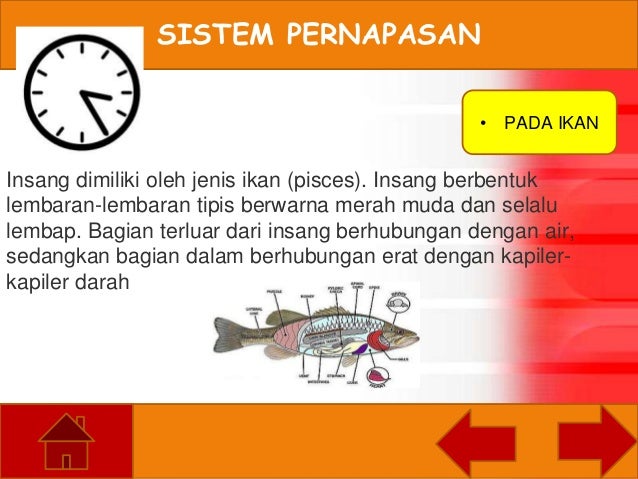 Sistem Pernafasan Xi Ipa 2