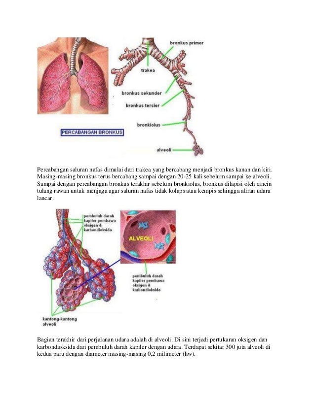  Sistem  pernafasan 