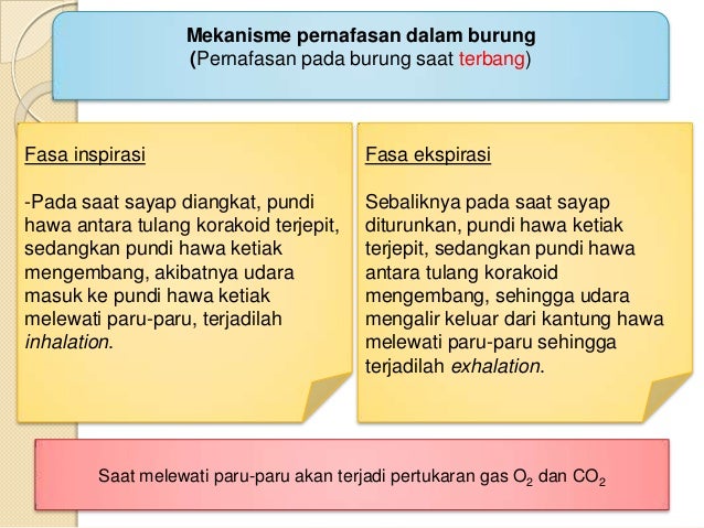 Sistem Pernafasan Haiwan