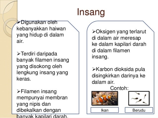 Sistem Pernafasan Haiwan