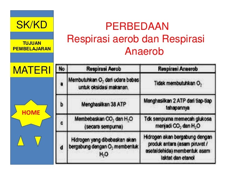 Perbedaan respirasi aerob dan respirasi anaerob