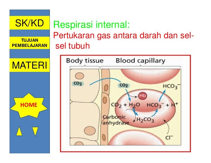 Mekanisme Pernapasan  Eksternal Dan Internal Polixio