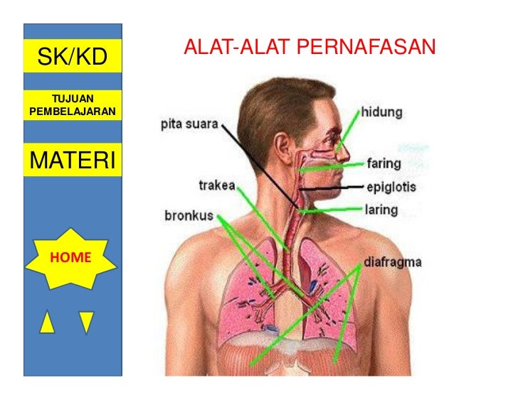 Sistem pernafasan  oleh ismail