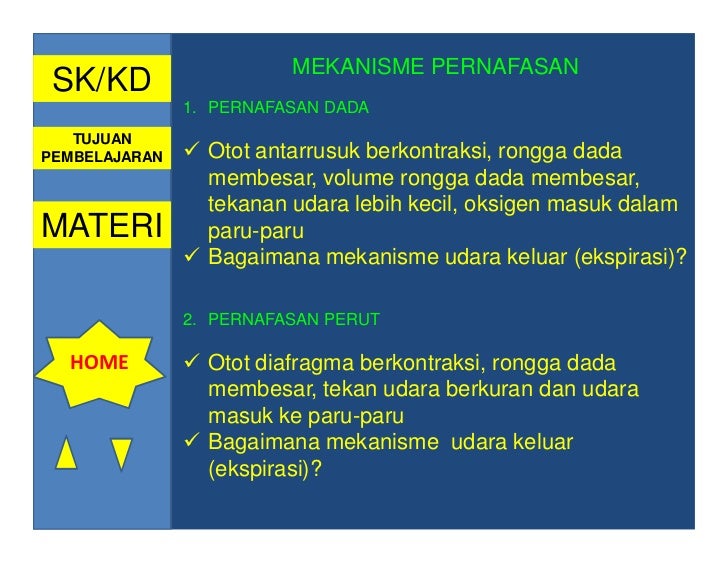 Sistem pernafasan oleh ismail