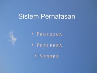 Sistem Pernafasan
• Protozoa
• Porifera
• Vermes
 