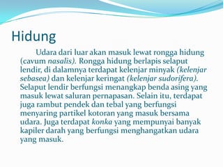 HidungUdaradariluarakanmasuklewatronggahidung (cavumnasalis).Ronggahidungberlapisselaputlendir, didalamnyaterdapatkelenjarminyak(kelenjarsebasea) dankelenjarkeringat(kelenjarsudorifera). Selaputlendirberfungsimenangkapbendaasing yang masuklewatsaluranpernapasan. Selainitu, terdapatjugarambutpendekdantebal yang berfungsimenyaringpartikelkotoran yang masukbersamaudara. Jugaterdapatkonkayang mempunyaibanyakkapilerdarah yang berfungsimenghangatkanudara yang masuk.