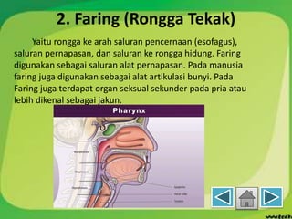 2. Faring (Rongga Tekak)
Yaitu rongga ke arah saluran pencernaan (esofagus),
saluran pernapasan, dan saluran ke rongga hidung. Faring
digunakan sebagai saluran alat pernapasan. Pada manusia
faring juga digunakan sebagai alat artikulasi bunyi. Pada
Faring juga terdapat organ seksual sekunder pada pria atau
lebih dikenal sebagai jakun.
 