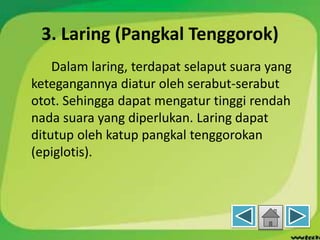 3. Laring (Pangkal Tenggorok)
Dalam laring, terdapat selaput suara yang
ketegangannya diatur oleh serabut-serabut
otot. Sehingga dapat mengatur tinggi rendah
nada suara yang diperlukan. Laring dapat
ditutup oleh katup pangkal tenggorokan
(epiglotis).
 
