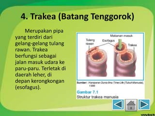 4. Trakea (Batang Tenggorok)
Merupakan pipa
yang terdiri dari
gelang-gelang tulang
rawan. Trakea
berfungsi sebagai
jalan masuk udara ke
paru-paru. Terletak di
daerah leher, di
depan kerongkongan
(esofagus).
 