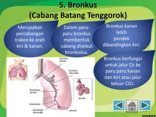 5. Bronkus
(Cabang Batang Tenggorok)
Merupakan
percabangan
trakea ke arah
kiri & kanan.
Dalam paru-
paru bronkus
membentuk
cabang disebut
bronkiolus.
Bronkus kanan
lebih
pendek
dibandingkan kiri.
Bronkus berfungsi
untuk jalur O2 ke
paru paru kanan
dan kiri atau jalur
keluar CO2.
 