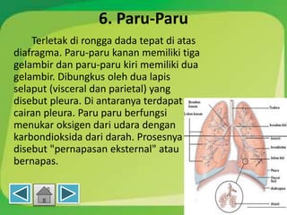 6. Paru-Paru
Terletak di rongga dada tepat di atas
diafragma. Paru-paru kanan memiliki tiga
gelambir dan paru-paru kiri memiliki dua
gelambir. Dibungkus oleh dua lapis
selaput (visceral dan parietal) yang
disebut pleura. Di antaranya terdapat
cairan pleura. Paru paru berfungsi
menukar oksigen dari udara dengan
karbondioksida dari darah. Prosesnya
disebut "pernapasan eksternal" atau
bernapas.
 