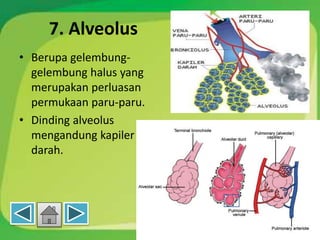 7. Alveolus
• Berupa gelembung-
gelembung halus yang
merupakan perluasan
permukaan paru-paru.
• Dinding alveolus
mengandung kapiler
darah.
 