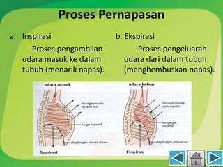 Proses Pernapasan
a. Inspirasi
Proses pengambilan
udara masuk ke dalam
tubuh (menarik napas).
b. Ekspirasi
Proses pengeluaran
udara dari dalam tubuh
(menghembuskan napas).
 