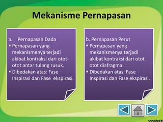 Mekanisme Pernapasan
a. Pernapasan Dada
 Pernapasan yang
mekanismenya terjadi
akibat kontraksi dari otot-
otot antar tulang rusuk.
 Dibedakan atas: Fase
Inspirasi dan Fase ekspirasi.
b. Pernapasan Perut
 Pernapasan yang
mekanismenya terjadi
akibat kontraksi dari otot
otot diafragma.
 Dibedakan atas: Fase
Inspirasi dan Fase ekspirasi.
 