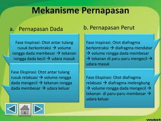 Mekanisme Pernapasan
a. Pernapasan Dada b. Pernapasan Perut
Fase Inspirasi: Otot antar tulang
rusuk berkontraksi  volume
rongga dada membesar  tekanan
rongga dada kecil  udara masuk
Fase Ekspirasi: Otot antar tulang
rusuk relaksasi  volume rongga
dada mengecil  tekanan rongga
dada membesar  udara keluar
Fase Inspirasi: Otot diafragma
berkontraksi  diafragma mendatar
 volume rongga dada membesar
 tekanan di paru-paru mengecil 
udara masuk
Fase Ekspirasi: Otot diafragma
relaksasi  diafragma melengkung
 volume rongga dada mengecil 
tekanan di paru-paru membesar 
udara keluar
 