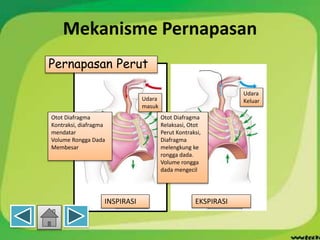 Mekanisme Pernapasan
Otot Diafragma
Kontraksi, diafragma
mendatar
Volume Rongga Dada
Membesar
Udara
masuk
Pernapasan Perut
INSPIRASI
Udara
Keluar
Otot Diafragma
Relaksasi, Otot
Perut Kontraksi,
Diafragma
melengkung ke
rongga dada.
Volume rongga
dada mengecil
EKSPIRASI
 