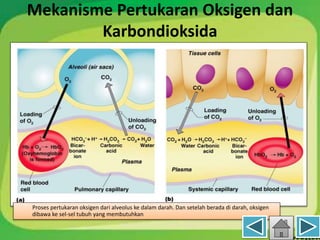 Mekanisme Pertukaran Oksigen dan
Karbondioksida
Proses pertukaran oksigen dari alveolus ke dalam darah. Dan setelah berada di darah, oksigen
dibawa ke sel-sel tubuh yang membutuhkan
 