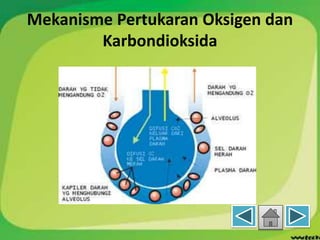 Mekanisme Pertukaran Oksigen dan
Karbondioksida
 