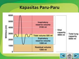 Kapasitas Paru-Paru
 