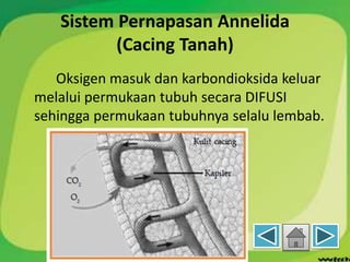 Sistem Pernapasan Annelida
(Cacing Tanah)
Oksigen masuk dan karbondioksida keluar
melalui permukaan tubuh secara DIFUSI
sehingga permukaan tubuhnya selalu lembab.
 