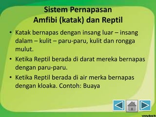 Sistem Pernapasan
Amfibi (katak) dan Reptil
• Katak bernapas dengan insang luar – insang
dalam – kulit – paru-paru, kulit dan rongga
mulut.
• Ketika Reptil berada di darat mereka bernapas
dengan paru-paru.
• Ketika Reptil berada di air merka bernapas
dengan kloaka. Contoh: Buaya
 