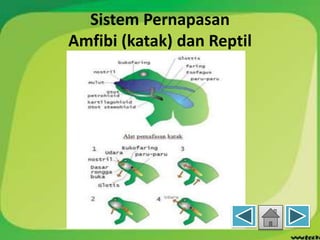 Sistem Pernapasan
Amfibi (katak) dan Reptil
 
