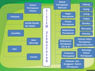 S
I
S
T
E
M
P
E
R
N
A
P
A
S
A
N
Sistem
Pernapasan
Manusia
Sistem
Pernapasan
Hewan
Organ
Pernapasan
Hidung
Faring
Laring
Trakea
Bronkus
Alveolus
Proses
Pernapasan
Protozoa
Annelida
Insecta
Ikan
Amfibi (katak)
dan Reptil
Aves
(Burung)
Mekanisme
Pernapasan
Volume Udara
Pernapasan
dalam Paru-Paru
Frekuensi
Pernapasan
Kelainan dan
Gangguan Sistem
Pernapasan
Teknologi
Sistem
Pernapasan
Paru-paru
Mekanisme
Pertukaran
CO2 & O2
 