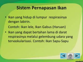 Sistem Pernapasan Ikan
• Ikan yang hidup di lumpur respirasinya
dengan labirin.
Contoh: Ikan lele, Ikan Gabus (Haruan)
• Ikan yang dapat bertahan lama di darat
respirasinya melalui gelembung udara yang
tervaskularisasi. Contoh: Ikan Sapu-Sapu
 