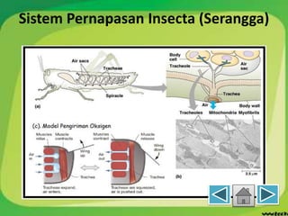 Sistem Pernapasan Insecta (Serangga)
 
