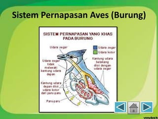 Sistem Pernapasan Aves (Burung)
 