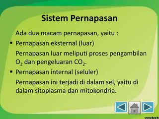Sistem Pernapasan
Ada dua macam pernapasan, yaitu :
 Pernapasan eksternal (luar)
Pernapasan luar meliputi proses pengambilan
O2 dan pengeluaran CO2.
 Pernapasan internal (seluler)
Pernapasan ini terjadi di dalam sel, yaitu di
dalam sitoplasma dan mitokondria.
 