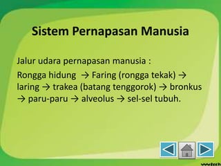 Sistem Pernapasan Manusia
Jalur udara pernapasan manusia :
Rongga hidung → Faring (rongga tekak) →
laring → trakea (batang tenggorok) → bronkus
→ paru-paru → alveolus → sel-sel tubuh.
 