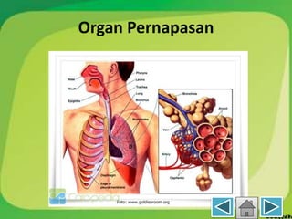 Organ Pernapasan
 