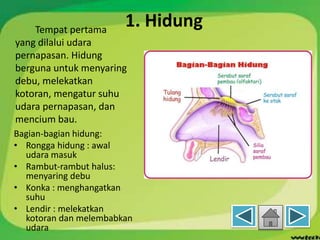 1. HidungTempat pertama
yang dilalui udara
pernapasan. Hidung
berguna untuk menyaring
debu, melekatkan
kotoran, mengatur suhu
udara pernapasan, dan
mencium bau.
Bagian-bagian hidung:
• Rongga hidung : awal
udara masuk
• Rambut-rambut halus:
menyaring debu
• Konka : menghangatkan
suhu
• Lendir : melekatkan
kotoran dan melembabkan
udara
 