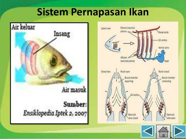 Gambar Alat Pernapasan Ikan  Dan Fungsinya