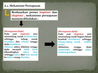 A.2. Mekanisme Pernapasan

       Berdasarkan proses inspirasi dan
       ekspirasi , mekanisme pernapasan
       manusia dibedakan :



(Pernapasan dada)                         (Pernapasan dada)
Pada    saat   inspirasi,   otot          Pada    saat   ekspirasi,    otot
antartulang rusuk berkontraksi            antartulang rusuk bagian dalam
sehingga        tulang    rusuk           kembali berelaksasi sehingga
terangkat dan volume rongga               tulang-tulang rusuk       sedikit
dada membesar.                            turun.
Tekanan udara didalam rongga              Akibatnya      rongga       dada
dada menjadi lebih kecil                  menyempit sehingga udara
dibandingkan      udara     luar          terdorong keluar.
sehingga udara dari luar masuk
ke dalam ruang alveolus.
 