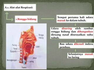 A.1. Alat-alat Respirasi:


                                Tempat pertama kali udara
         1.Rongga hidung        masuk ke dalam tubuh.


                            Udara disaring oleh rambut
                            rongga hidung dan dihangatkan
                            diruang nasal disesuaikan suhu
                            tubuh.

                                  Bau udara dikenali indera
                                  pembau.

                                        Selanjutnya masuk
                                        ke faring
 