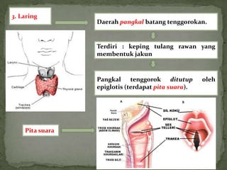 3. Laring
                 Daerah pangkal batang tenggorokan.


                 Terdiri : keping tulang rawan yang
                 membentuk jakun



                 Pangkal tenggorok ditutup          oleh
                 epiglotis (terdapat pita suara).




    Pita suara
 