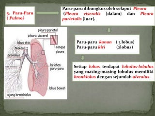 Paru-paru dibungkus oleh selaput Pleura
5. Paru-Paru   (Pleura viseralis {dalam} dan Pleura
( Pulmo)       parietalis {luar}.




                     Paru-paru kanan ( 3 lobus)
                     Paru-paru kiri  (2lobus)



                   Setiap lobus terdapat lobulus-lobulus
                   yang masing-masing lobulus memiliki
                   bronkiolus dengan sejumlah alveolus.
 