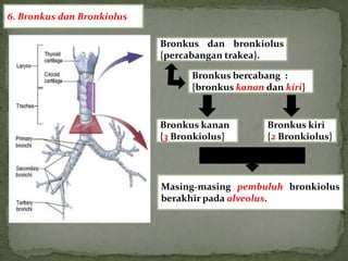 6. Bronkus dan Bronkiolus

                            Bronkus dan bronkiolus
                            {percabangan trakea}.

                                  Bronkus bercabang :
                                  {bronkus kanan dan kiri}


                            Bronkus kanan        Bronkus kiri
                            {3 Bronkiolus}       {2 Bronkiolus}




                            Masing-masing pembuluh bronkiolus
                            berakhir pada alveolus.
 