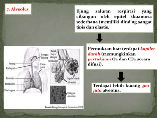 7. Alveolus   Ujung     saluran respirasi   yang
              dibangun oleh epitel skuamosa
              sederhana (memiliki dinding sangat
              tipis dan elastis.



                   Permukaan luar terdapat kapiler
                   darah (memungkinkan
                   pertukaran O2 dan CO2 secara
                   difusi).



                     Terdapat lebih kurang 300
                     juta alveolus.
 