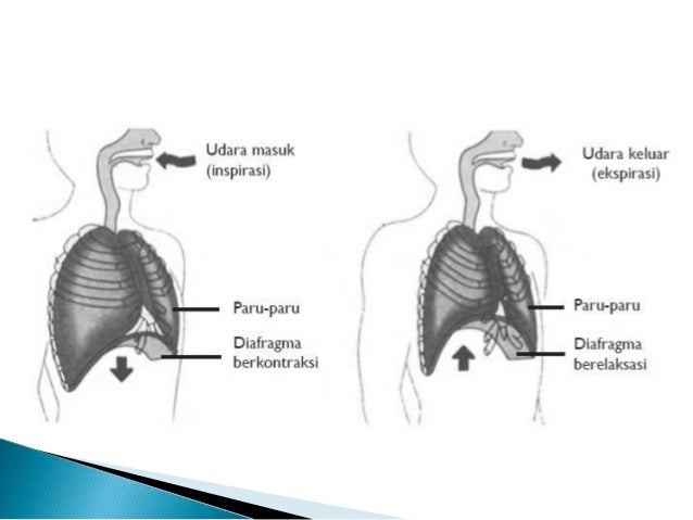 Gangguan Pada Cabang Batang Tenggorokan Akibat Infeksi
