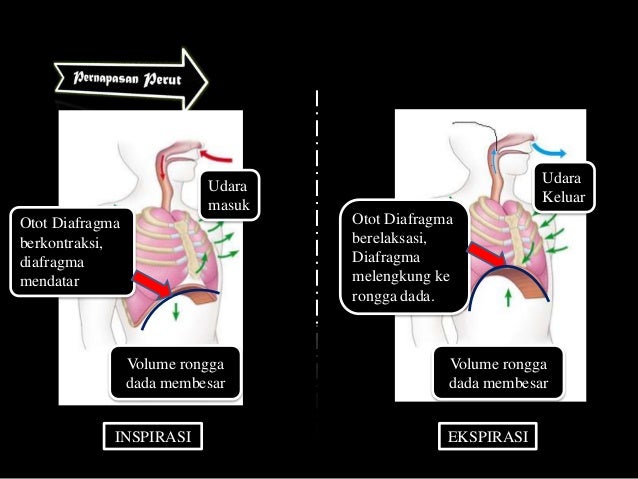 Rangkuman Sistem Pernapasan, biologi kelas xi ipa.