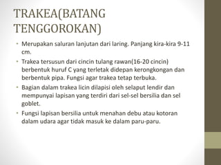 TRAKEA(BATANG
TENGGOROKAN)
• Merupakan saluran lanjutan dari laring. Panjang kira-kira 9-11
cm.
• Trakea tersusun dari cincin tulang rawan(16-20 cincin)
berbentuk huruf C yang terletak didepan kerongkongan dan
berbentuk pipa. Fungsi agar trakea tetap terbuka.
• Bagian dalam trakea licin dilapisi oleh selaput lendir dan
mempunyai lapisan yang terdiri dari sel-sel bersilia dan sel
goblet.
• Fungsi lapisan bersilia untuk menahan debu atau kotoran
dalam udara agar tidak masuk ke dalam paru-paru.
 