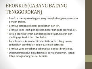 BRONKUS(CABANG BATANG
TENGGOROKAN)
• Bronkus merupakan bagian yang menghubungkan paru-paru
dengan trakea.
• Bronkus terdapat diparu-paru kanan dan kiri.
• Bronkus kana lebih pendek dan besar daripada bronkus kiri.
• Setiap bronkus terdiri dari lempengan tulang rawan dan
dindingnya terdiri dari otot halus.
• Pada bronkus kanan terdiri dari 6-8 cincin tulang rawan,
sedangkan bronkus kiri ada 9-12 cincin kartilago.
• Bronkus yang bercabang-cabang lagi disebut bronkiolus.
• Dinding bronkiolus tipis dan tidak bertulang rawan. Tetapi
tetap mengandung sel-sel bersilia.
 